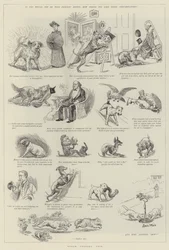 Les animaux de compagnie des autres